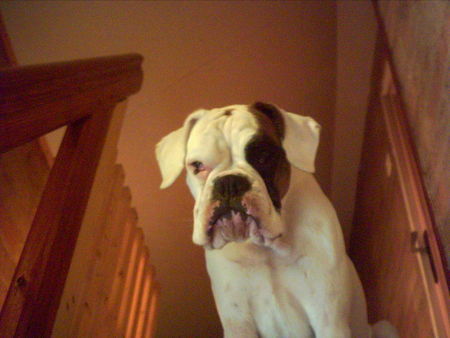 Boxer Hunde Foto 31556 in höherer Auflösung ansehen Boxer Lilly mit ihrem typischen Gesichtsausdruck