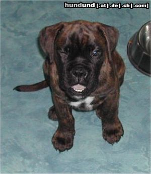Boxer Hunde Foto 12075 Boxer Jack