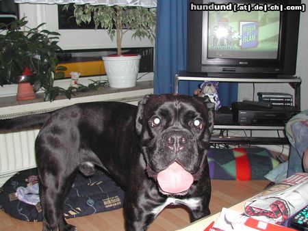 Boxer Hunde Foto 12076 Boxer Henry