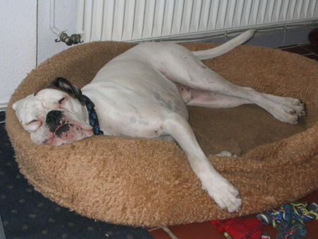 Boxer Hunde Foto 32406 in höherer Auflösung ansehen Boxer Relax