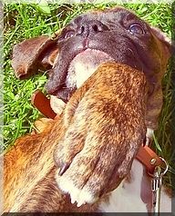 Boxer Hunde Foto 42719 Boxer Küß die Hand gnädge Frau !