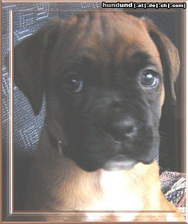 Boxer Hunde Foto 15204 Boxer Kaprice von Rosenberg a.Westensee