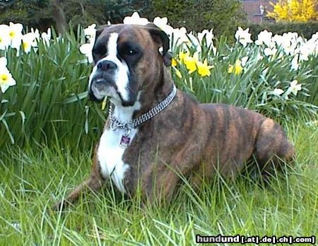 Boxer Hunde Foto 5462 Boxer Kira