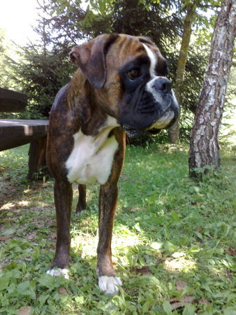 Boxer Hunde Foto 43165 Boxer Beaty