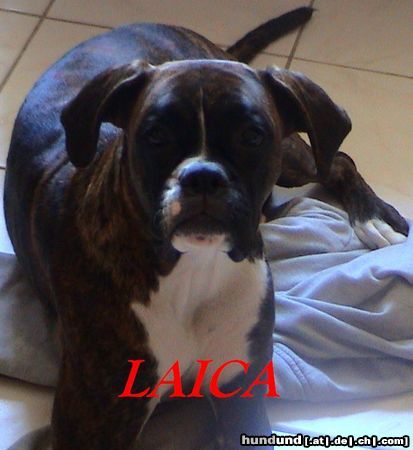 Boxer Hunde Foto 12422 Boxer