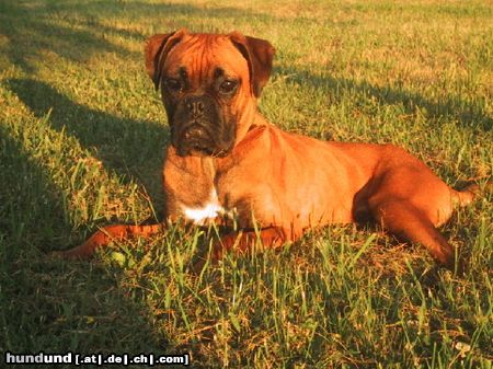 Boxer unser Boxer Lexi , 7 Monate alt