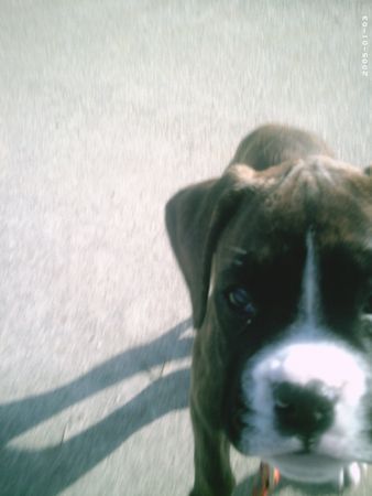 Boxer Hunde Foto 40398 Boxer Leyla