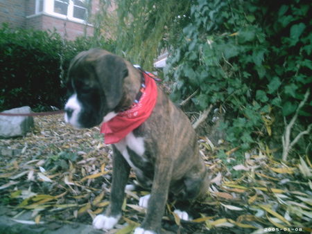 Boxer Hunde Foto 40387 Boxer Leyla
