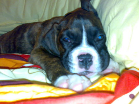Boxer Hunde Foto 40350 Boxer Meiine 11 weeks alte Leyla ;D