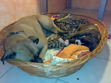 Boxer Hunde Foto 40351 Boxer Sheila & diie kleiine Leyla ;D