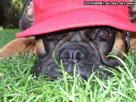 Boxer Hunde Foto 18395 Boxer Unsere Lisa