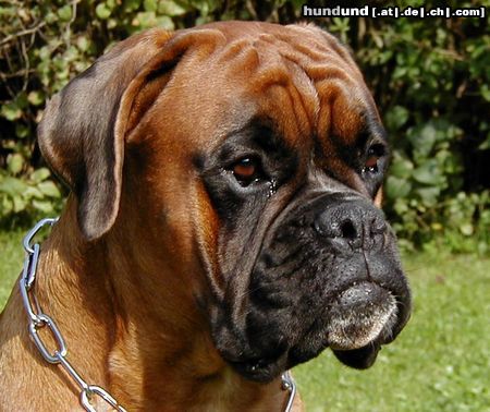 Boxer Hunde Foto 9284 Boxer Luchiano de Chateau ´d Auriche