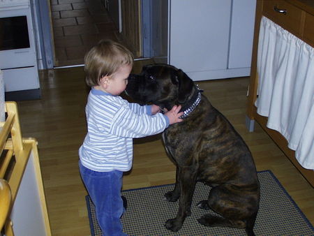 Boxer Hunde Foto 30672 Boxer Luna