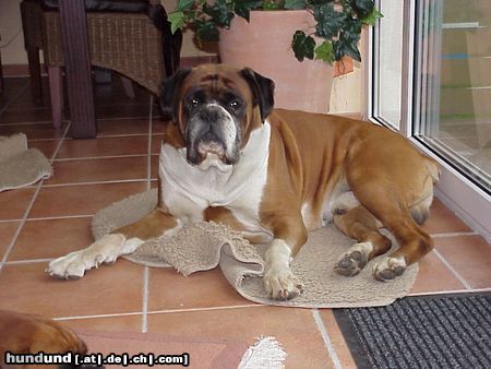 Boxer Hunde Foto 6571 Boxer