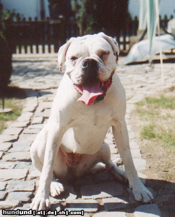 Boxer Mascha vom Hölzersee  13 Monate alt