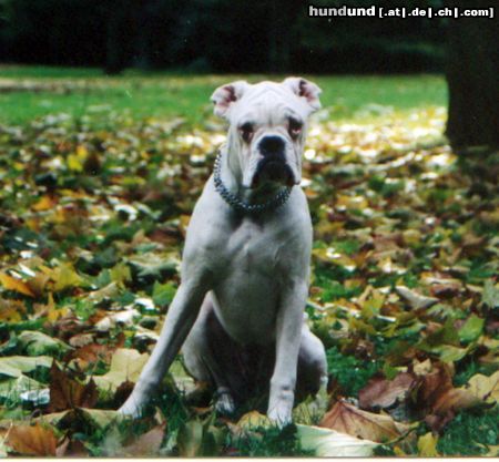 Boxer Mascha vom Hölzersee  9 Monate alt