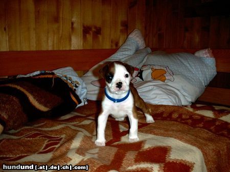 Boxer Hunde Foto 16243 Boxer