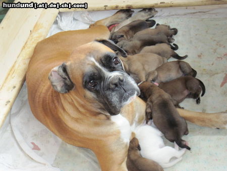 Boxer Inca vom Talersberg mit ihren 10 Welpen