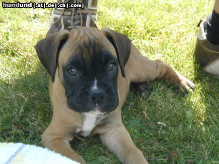 Boxer Ty mit 7 Wochen