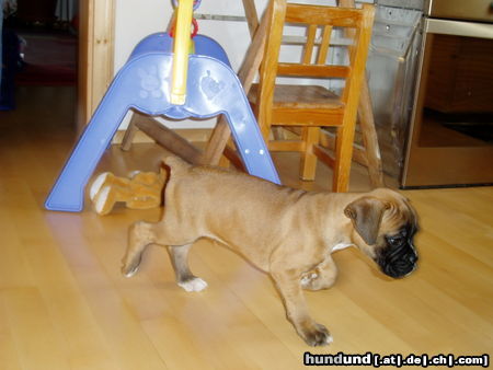 Boxer Hunde Foto 24400 in höherer Auflösung ansehen Boxer Unser Baby Diego mit 9Wochen