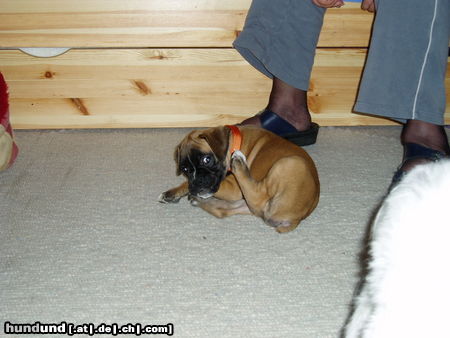 Boxer Hunde Foto 24401 in höherer Auflösung ansehen Boxer Mensch stört mich dieses Halsband!