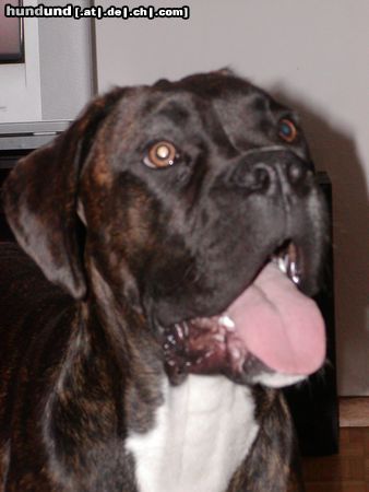 Boxer Emo the dog