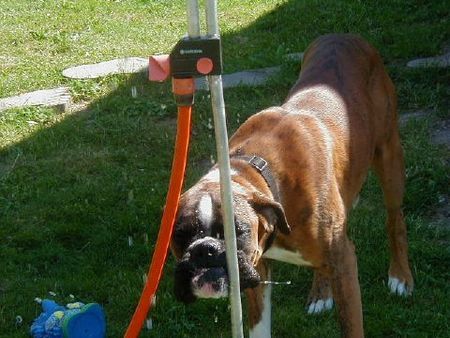 Boxer Hunde Foto 34331 in höherer Auflösung ansehen Boxer Chiumbo v. Dolce Vita