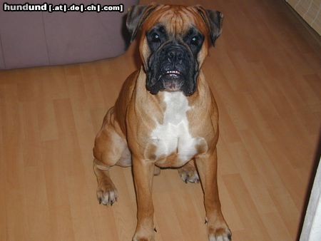 Boxer Hunde Foto 8132 Boxer Hugo in da Club