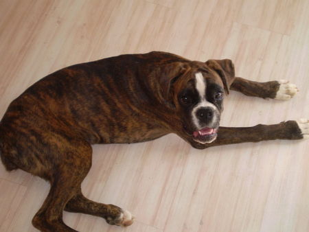 Boxer Hunde Foto 39253 in höherer Auflösung ansehen Boxer woddy box dolly