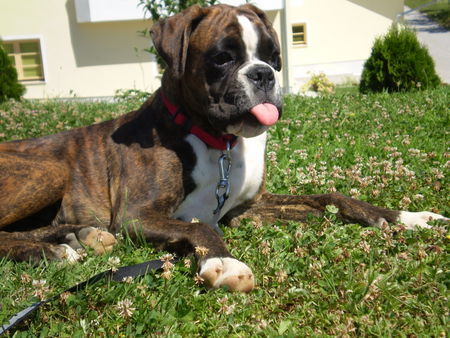 Boxer Hunde Foto 39254 in höherer Auflösung ansehen Boxer woddy box dolly