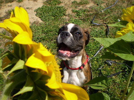 Boxer Hunde Foto 39256 in höherer Auflösung ansehen Boxer woddy box dolly
