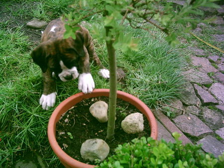 Boxer Hunde Foto 29875 in höherer Auflösung ansehen Boxer sehr Interessant