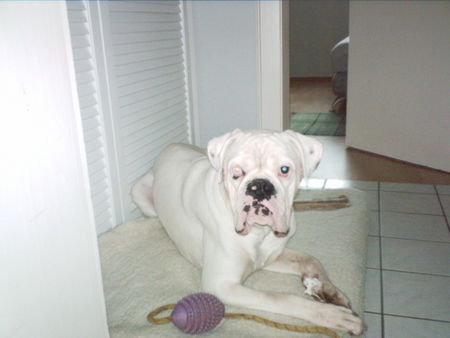 Boxer Hunde Foto 33698 in höherer Auflösung ansehen Boxer Ein absolut toller Kerl!!!!