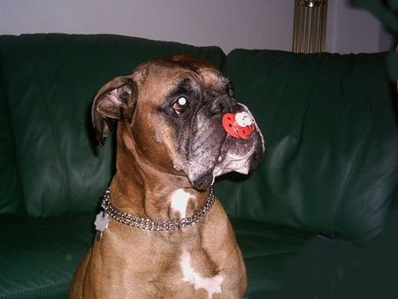 Boxer Hunde Foto 28906 in höherer Auflösung ansehen Boxer Rocky