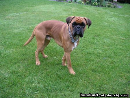 Boxer Hunde Foto 11148 Boxer Das ist der schöne Fedor!