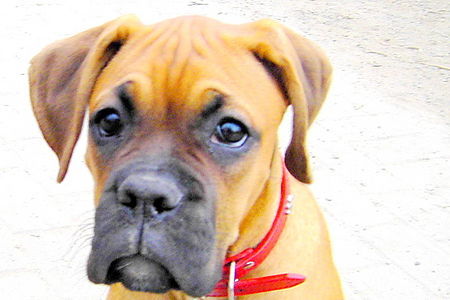 Boxer Hunde Foto 40003 in höherer Auflösung ansehen Boxer Nassaya mit 5 Monate