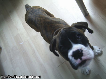 Boxer Hunde Foto 24671 in höherer Auflösung ansehen Boxer Tyson 10 wochen