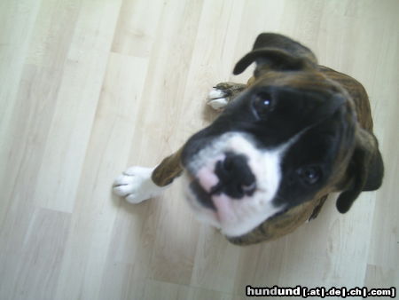 Boxer Hunde Foto 24670 in höherer Auflösung ansehen Boxer Tyson 10 wochen