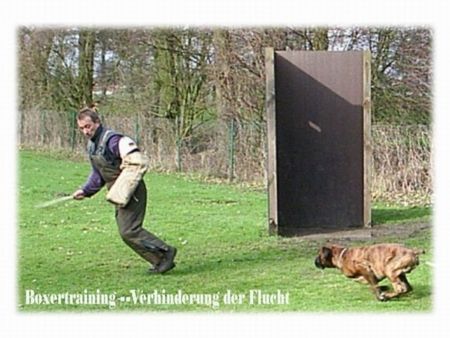 Boxer Hunde Foto 29922 Boxer Paß auf, jetzt krieg ich Dich !