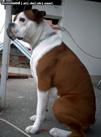 Boxer Hunde Foto 16241 Boxer