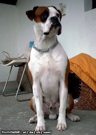 Boxer Hunde Foto 16242 Boxer