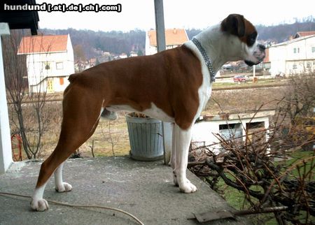 Boxer Hunde Foto 16245 Boxer