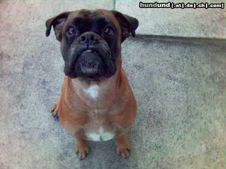 Boxer süß
