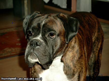 Boxer Linus