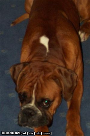 Boxer Hunde Foto 19350 in höherer Auflösung ansehen Boxer Das is unser süßer Boxerjunge Pluto