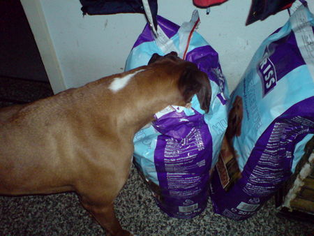 Boxer Hunde Foto 41380 in höherer Auflösung ansehen Boxer Futttterrrrrrr :oD