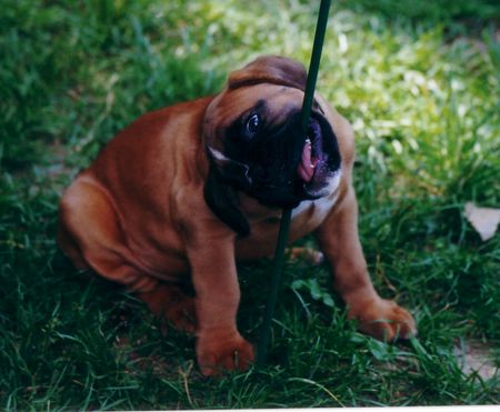 Boxer Hunde Foto 1517 Boxer Onyx von Purgstall
