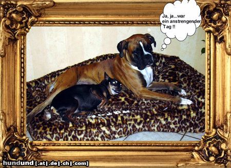 Boxer Hunde Foto 16009 Boxer soooo müde.....