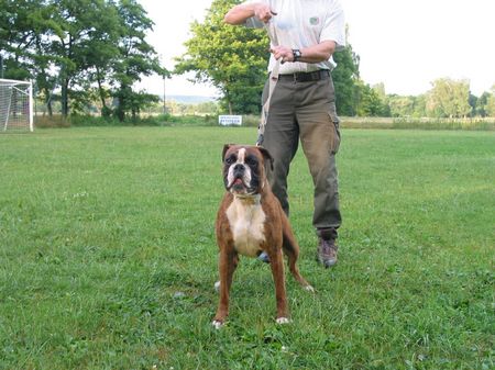 Boxer Hunde Foto 1807 Boxer Rudi und Unox