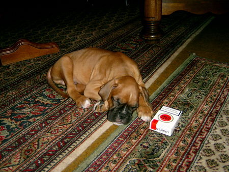 Boxer Hunde Foto 39970 in höherer Auflösung ansehen Boxer So winzig war er am ersten Tag